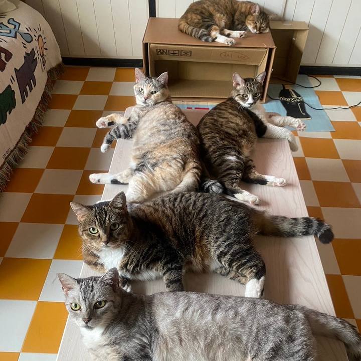 038660c0 667d 442b a64d 159300dd5a9e 1722982586659