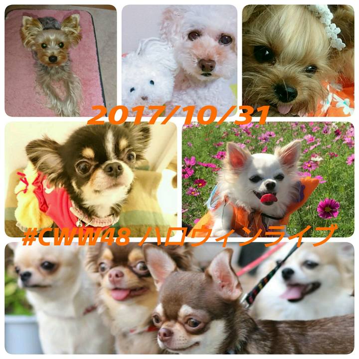 0387d510 9a92 4007 ab44 94000e0b52ef 1509062455504