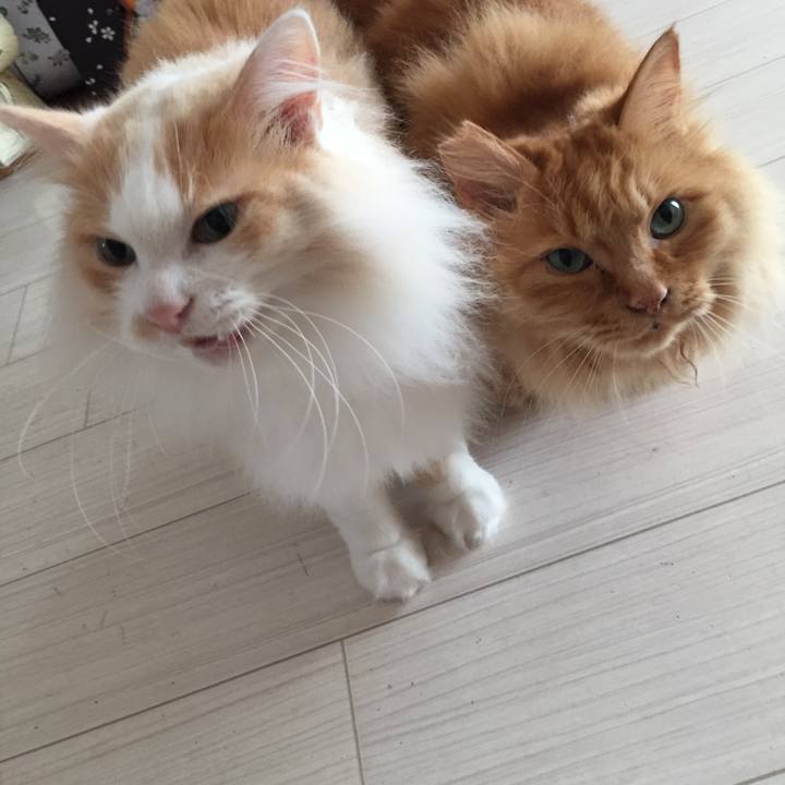 038874b2 78ef 4269 8075 6f98c454a4f9 1529876943488