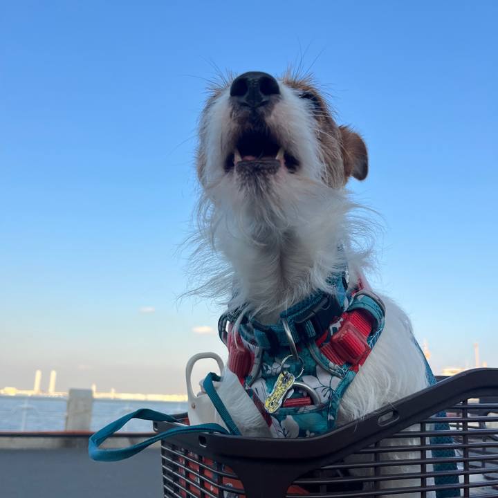 0388e308 b4bb 4865 9ba8 e02a4899c73b 1763129683176