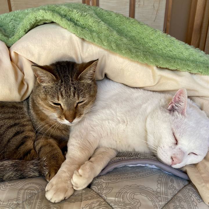 038a8ff3 1f74 425d bd36 f6828a1464d3 1586820036284