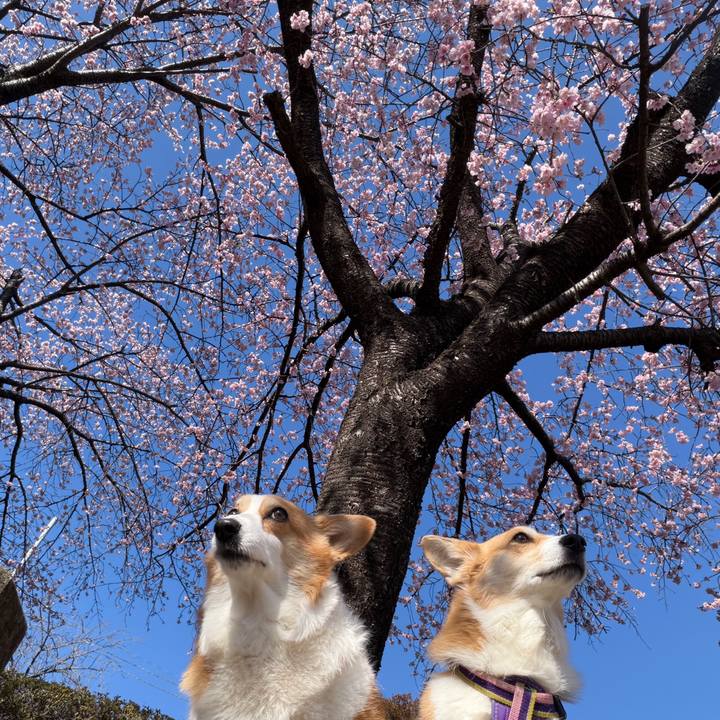 038c49b8 ddbb 4d9d be05 e131f0fb668f 1773359865159