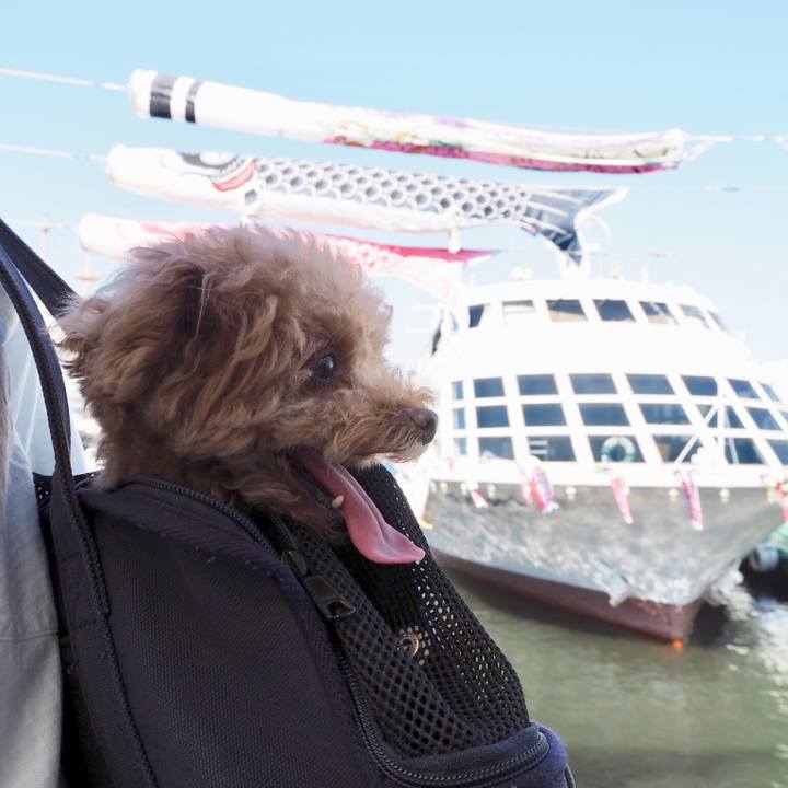 038f543d 5f98 41dc 8026 1af03f817dd3 1525437914080