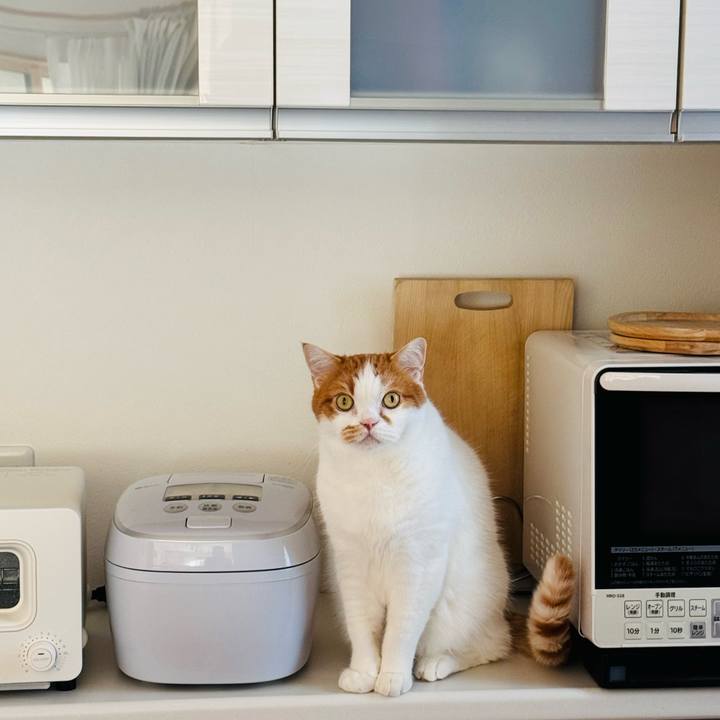 038fc288 dfc7 4f40 b9dd 3aea21577a5e 1763774651079