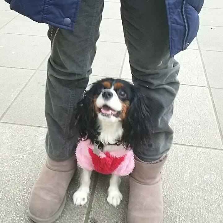 03915e42 f862 45a6 bca4 e49cb050433a 1544958381082