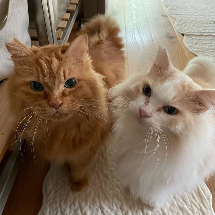 03930c04 aaf7 4030 bc4b 26bc7326b613 1762122933450