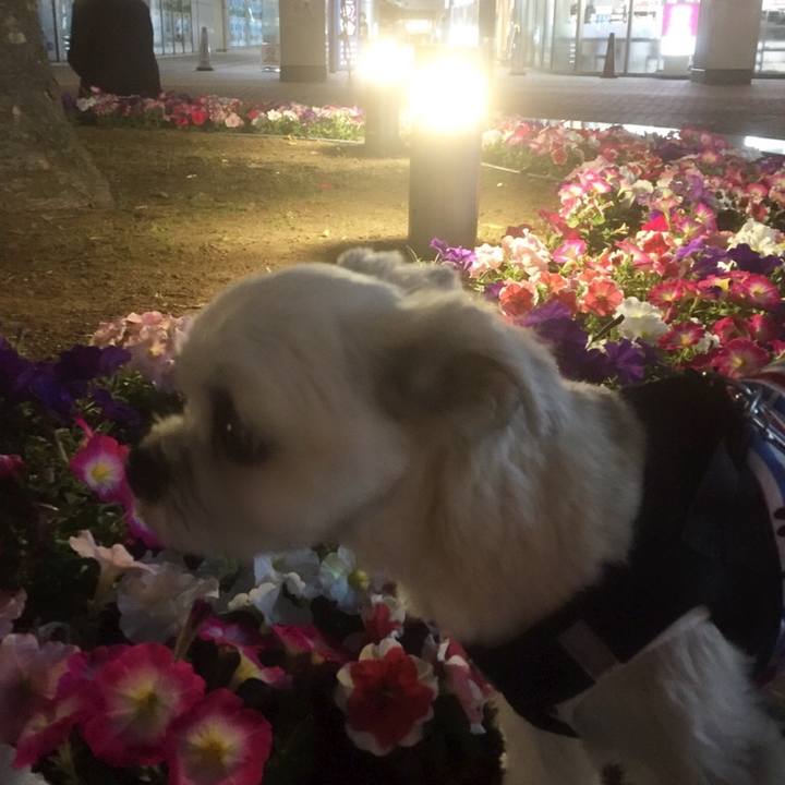 03967e7a efff 4797 b3ce 769cf2310f77 1557488625225