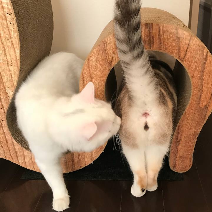 0396e2ec c04e 43ae acc9 1701371a33c2 1518522639120