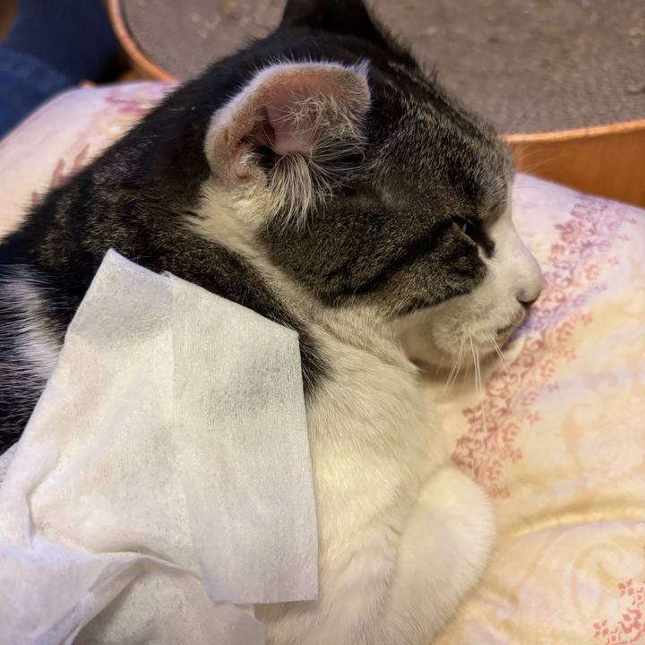 039a8164 98be 4026 ade4 bb90b47950ca 1752128555165