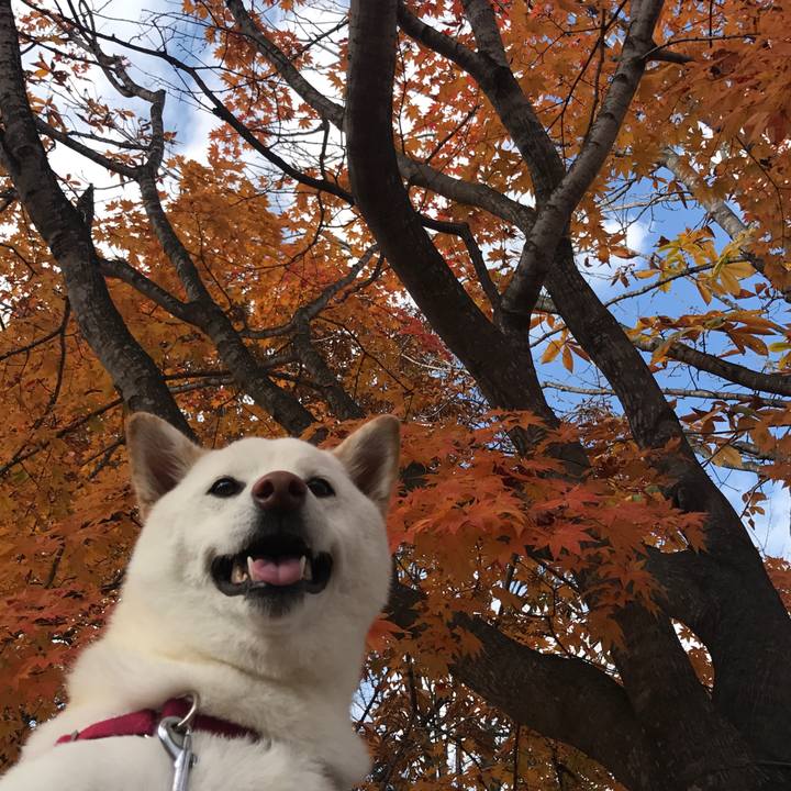 039b3d3f 8e44 4104 a303 bbd5505c2f84 1509712827697