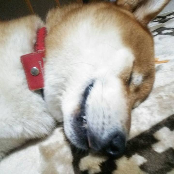 039c3f52 1849 4afc a944 6be703b0f22f 1509975592517