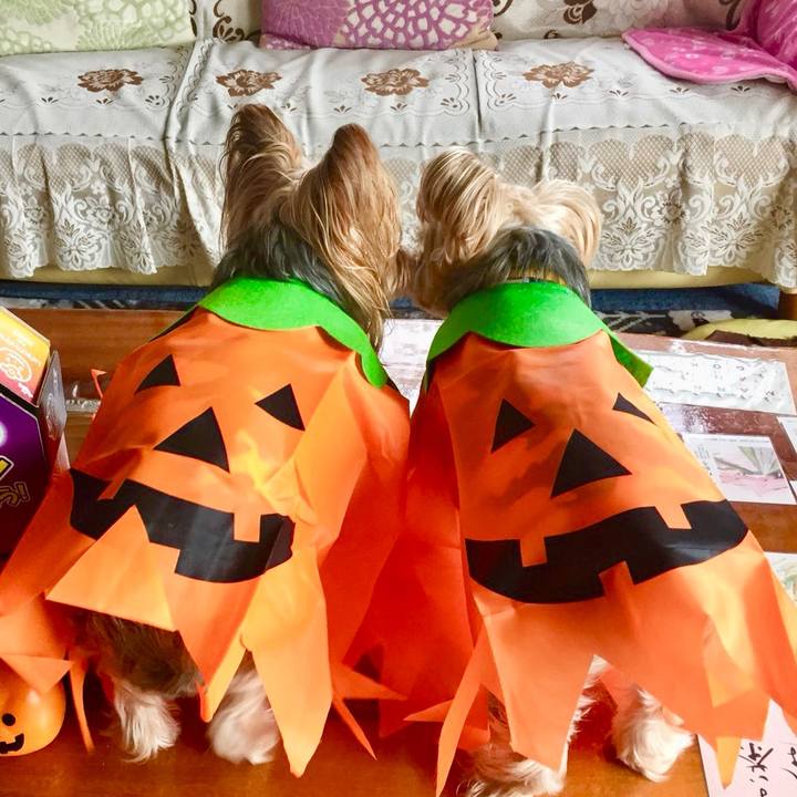 039cdd27 e54f 4d14 9423 cacd98ceab50 1540980247217