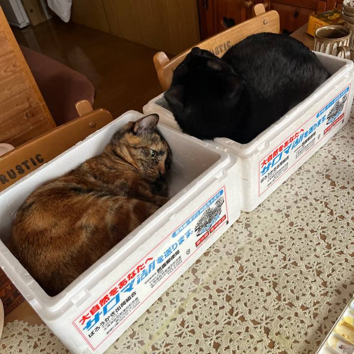 039e376c 7623 4ce7 aab5 e2c959291f19 1738452536360