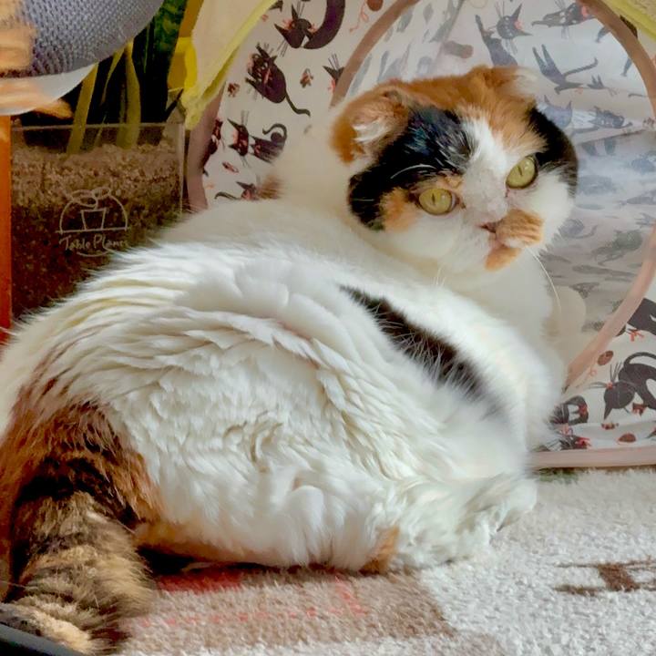 03a09d2e 7560 4794 9b9c c6c2fda5247e 1762952720439