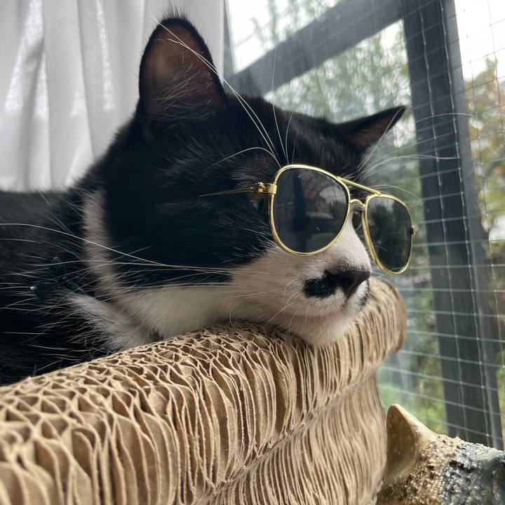 03a2f466 1c7a 4681 a322 a7738da0aa9b 1696724206459