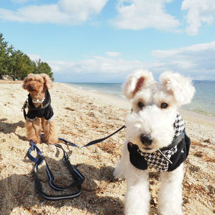 03a33dc6 838c 4293 88aa 2f1e27d299a5 1514806939008