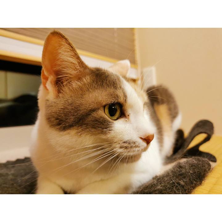 03a3dcfa 5486 4e8c b6f7 10a32091a5da 1630655521614