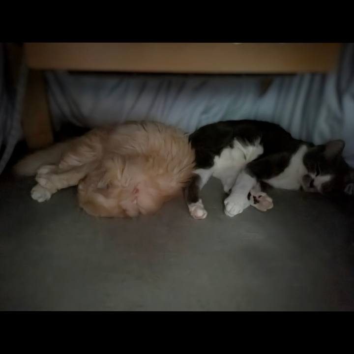 03a4abbd 0797 4355 88ba e9c57606a303 1762769788658