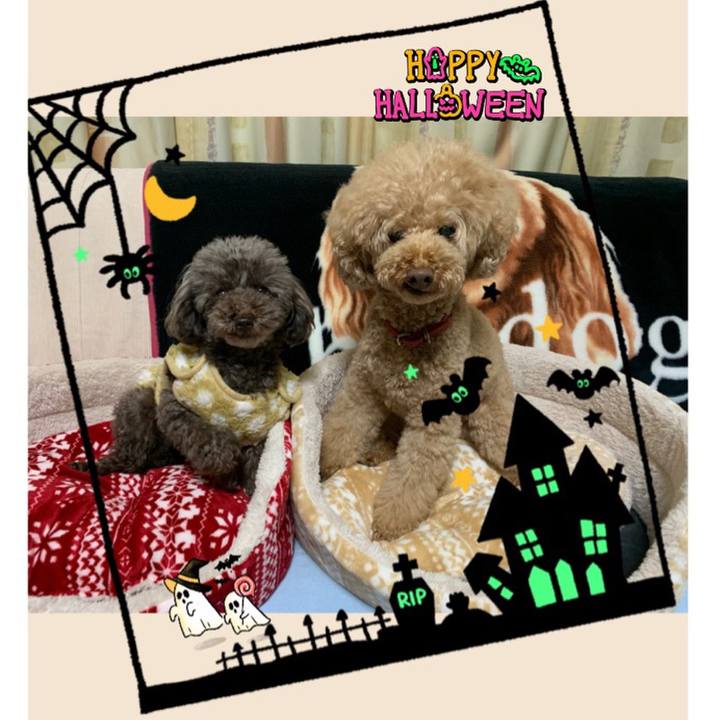 03a5158a ff47 4412 8749 ed66587c824f 1572165548852