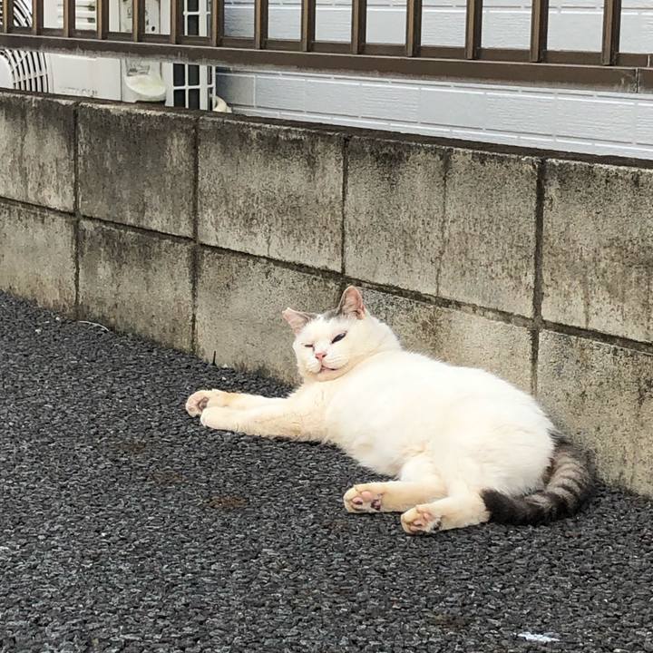 03a51e12 1453 4734 adda 749770fd8461 1595255097714