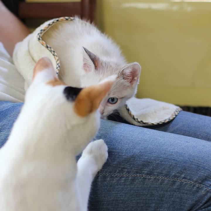 03a567ab d27d 4a91 8c91 6469c8ed4bc2 1597359502296