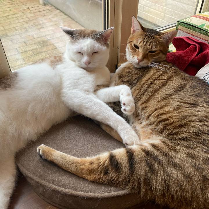 03a56988 a2da 4a32 9e0a 42d9acaeddae 1633185959423