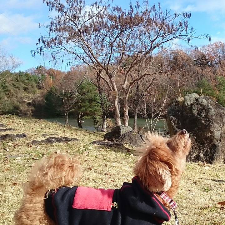 03abcded 068a 4afb a9fd c5d72c6febad 1512178725085