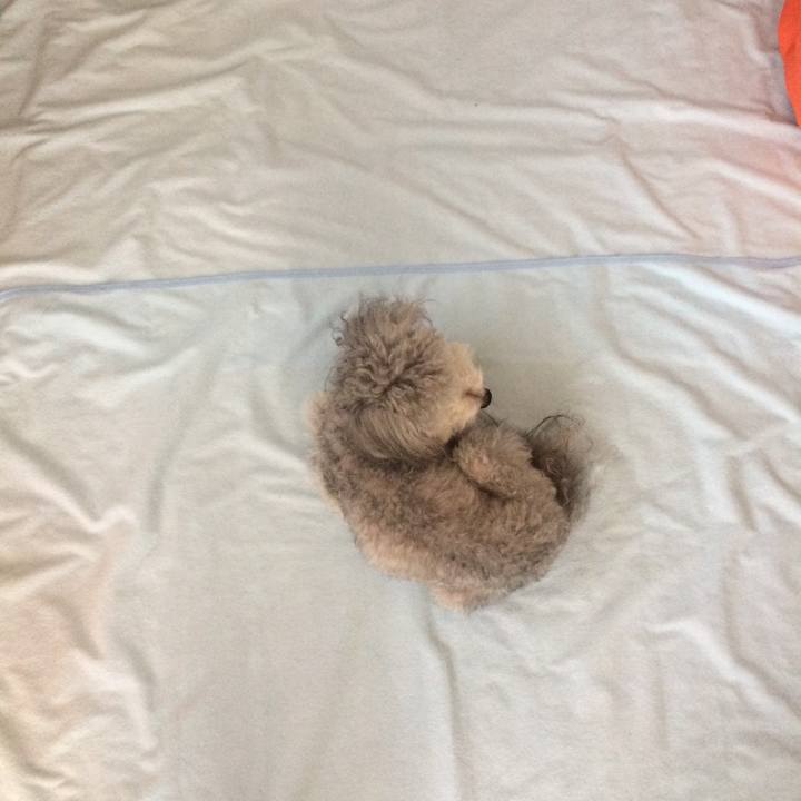 03ac2118 1495 4a41 a89d c7730165c268 1518477809902