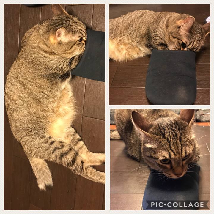 03ad93cd fe34 4322 9c43 9a56e9bd6447 1531258531578