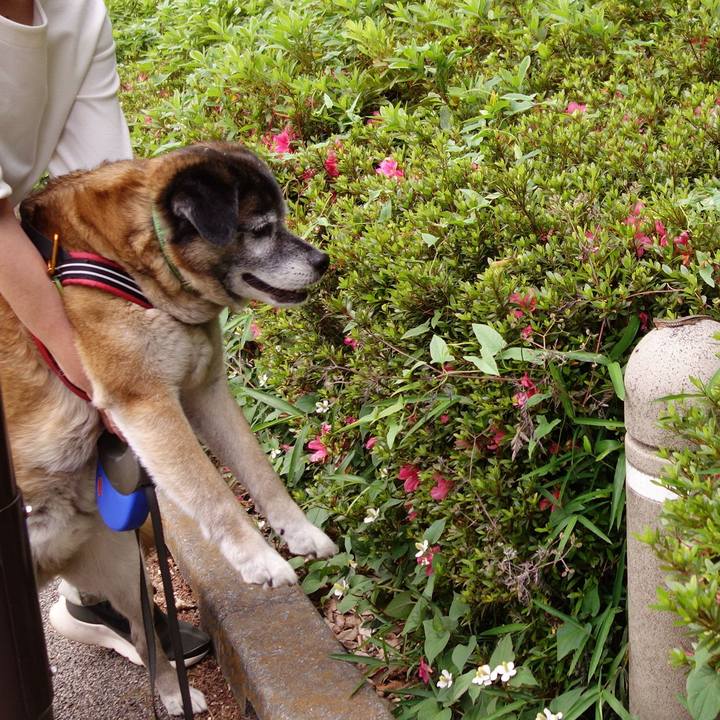 03aebc0b 40b7 4d90 8bc2 613aa2c1b64d 1559438648915