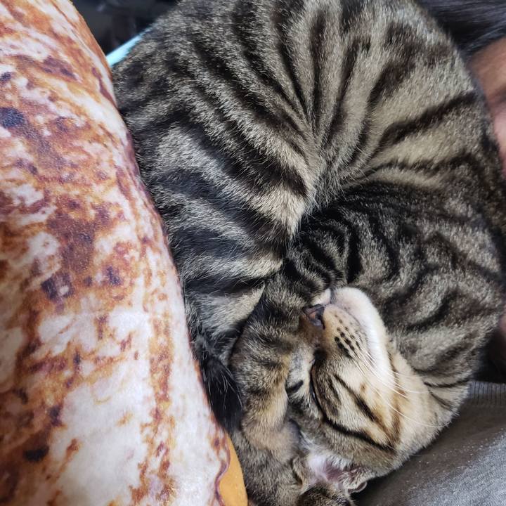 03af1867 3057 4f19 85f5 5afc90da625a 1542304285421