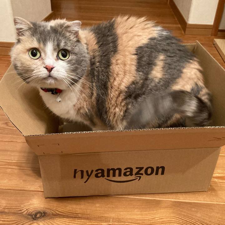 03b153bf ba5b 43cd 8d49 61a21e6537c9 1617787843018