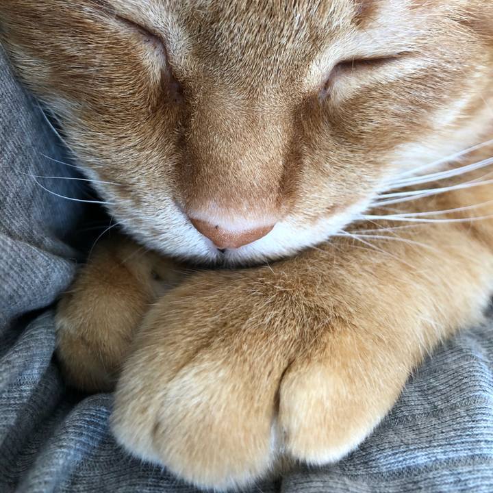 03b3a53e c484 45be 8765 536435faa6e5 1613185980886