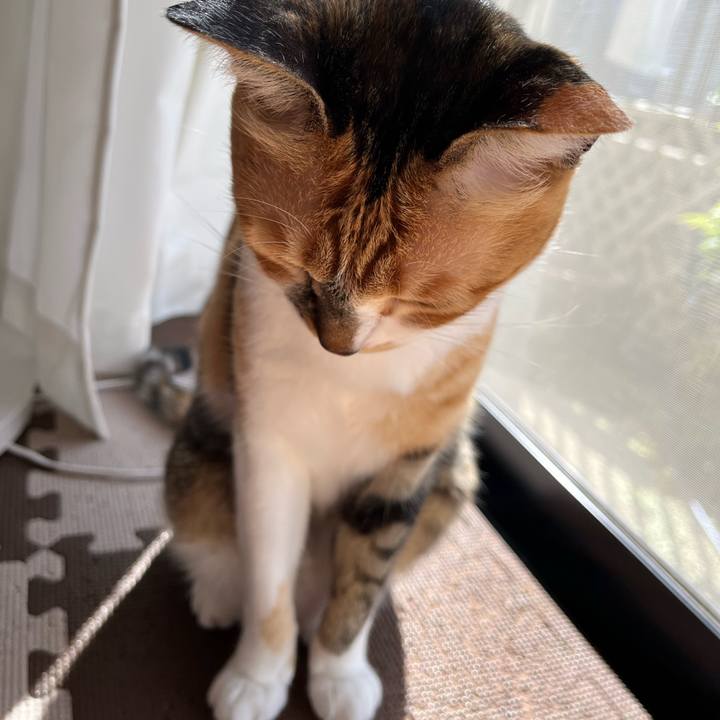 03b4063e 3cc9 4f3b a857 2308e563a0da 1716593274316