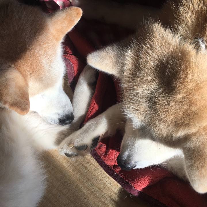 03b7d66d 8925 4de8 8c18 bfcdc89f0930 1516075576724