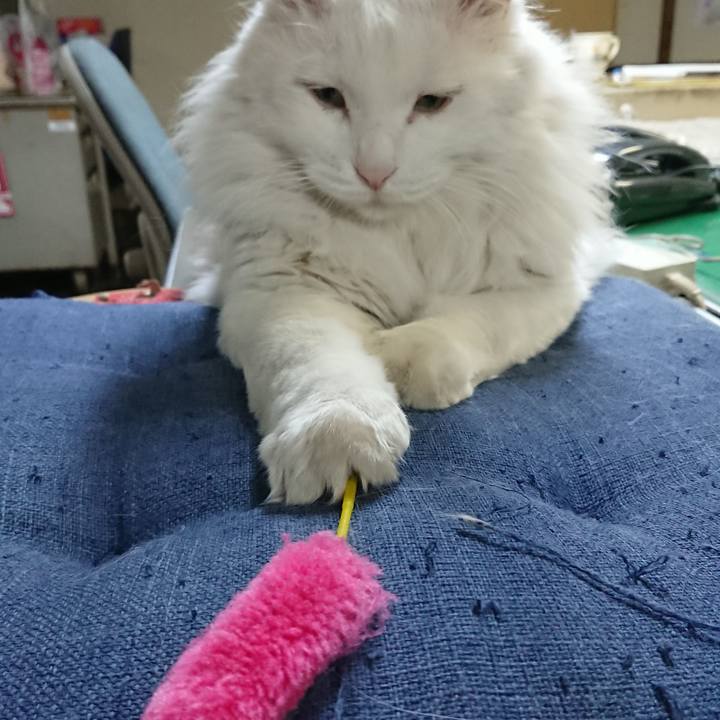 03b9035d ef25 4345 8a40 5d3243f95723 1524608758817