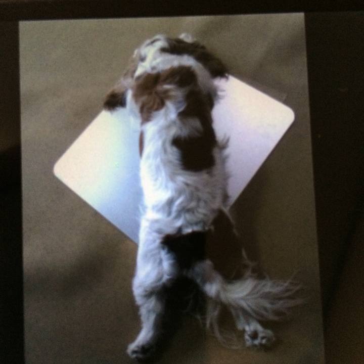 03b9478b 1e00 4039 98f8 65586e342012 1512267067353