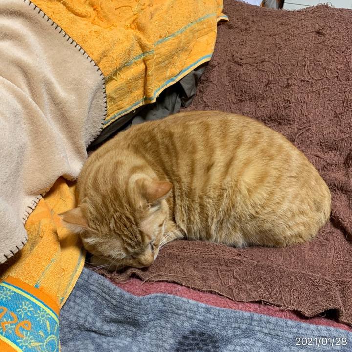 03ba26f0 af47 43d4 b440 d3b75dde1cfd 1611839022122