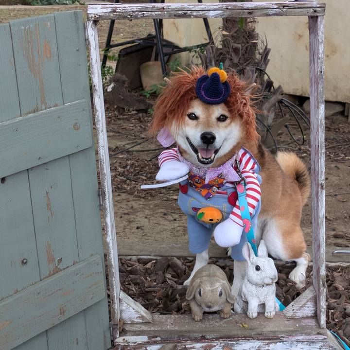 03ba4c08 6868 4023 b5f7 aeb2e26cbc4a 1727444962482