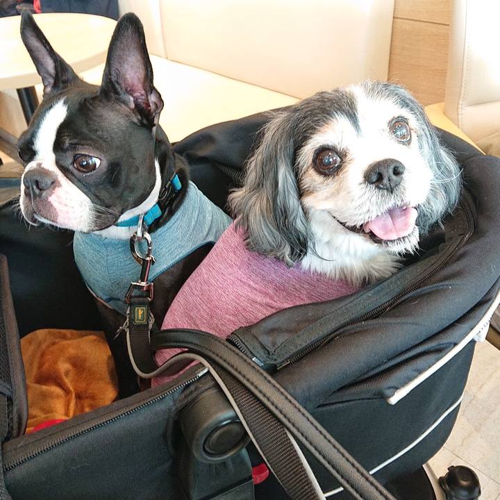 03bbc17b 333f 4634 ad22 31a42c8b7b13 1556597223316