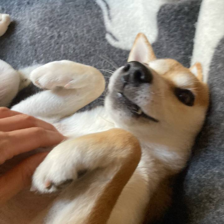 03bc8343 08bf 45a6 96c7 b97297c141ca 1737784095734