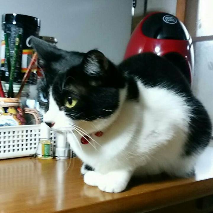 03bc8aa2 9cd4 42be 8731 03704cddbea2 1513675035801