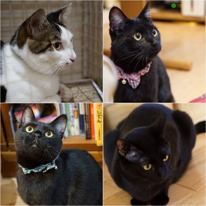 03bd709e d216 412e a880 5f722b833418 1517406611899