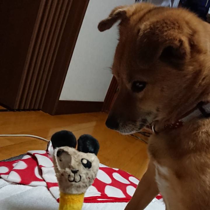 03bde4df acff 4762 8614 d3ff38e1f280 1557739443121