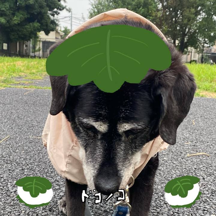 03bee08e ffa3 4515 9fee dc463cf64e1b 1749600398533