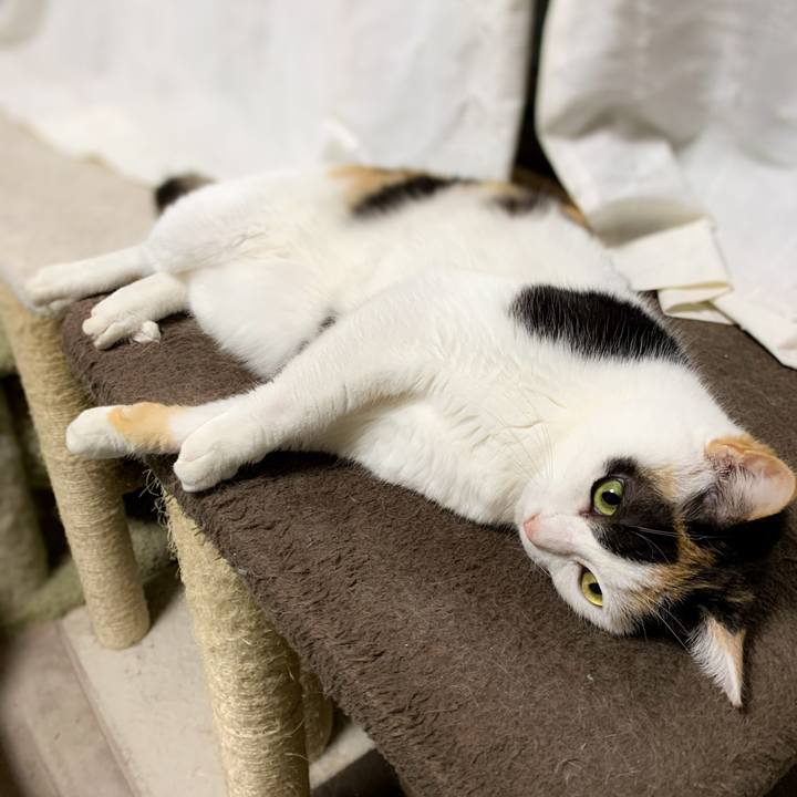 03c140fc 3535 43c7 81df bc523e38b2f1 1586651779071