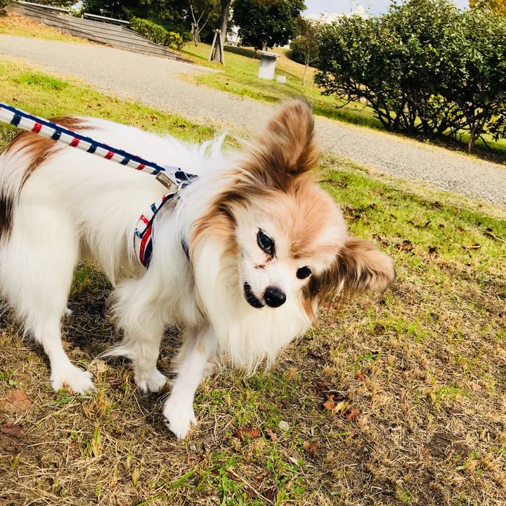 03c1fce3 9a9b 4ac5 80c4 d4483795f64d 1510292684794