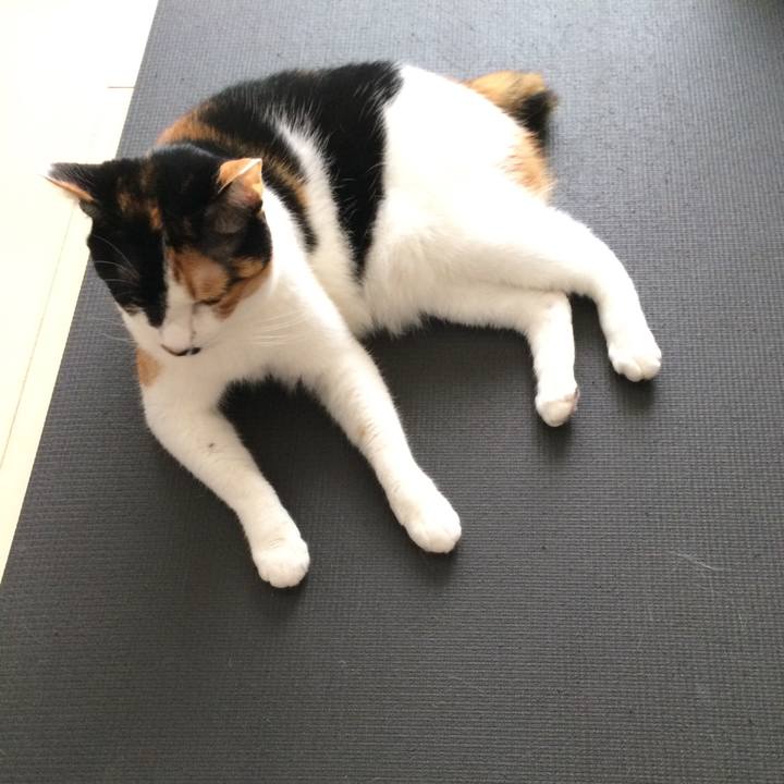 03c3cc00 89e3 4a28 93e8 db892891f991 1527732468606