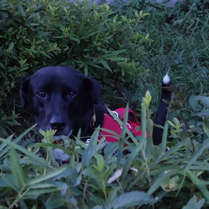 03c41de4 a831 41d7 8c64 603fa5100296 1597920469303