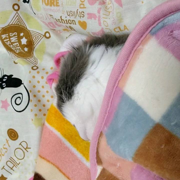 03c43bc2 9ed3 4fdc 84a3 c679b809c274 1585174228700